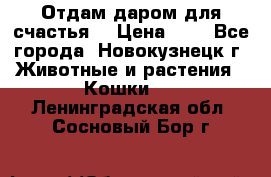 Отдам даром для счастья. › Цена ­ 1 - Все города, Новокузнецк г. Животные и растения » Кошки   . Ленинградская обл.,Сосновый Бор г.
